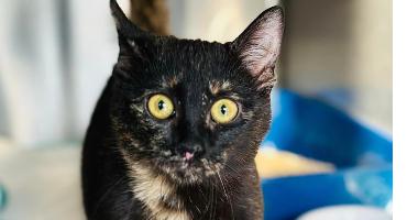 Samba