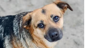 Zoria