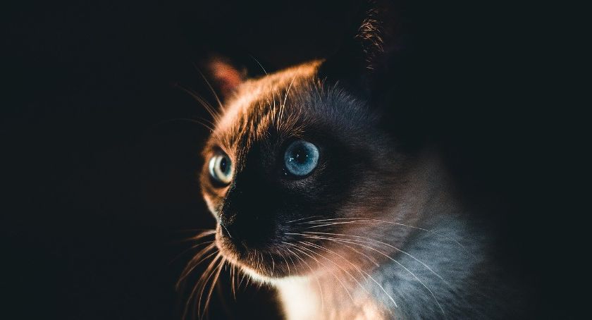 Zdjęcie Andrzej  Idziak - fotografia