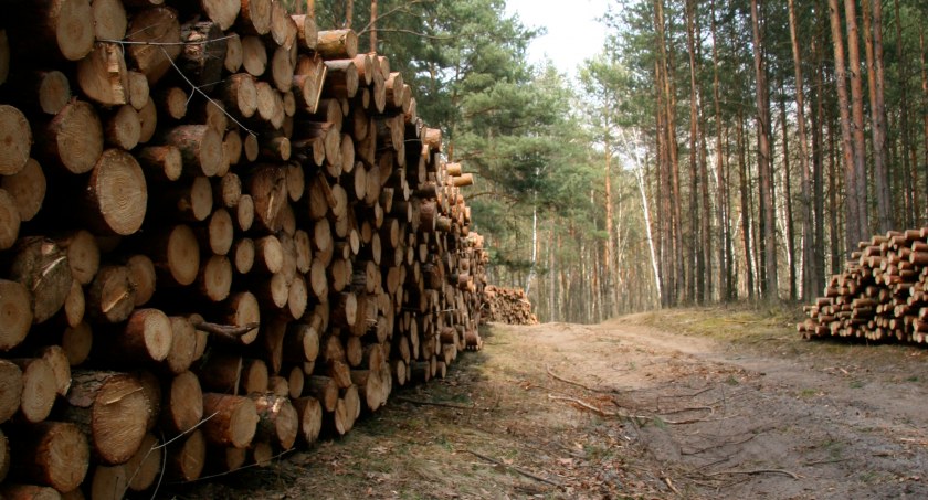 Na zdjęciu drewno pozyskiwane podczas zrębu lasu
