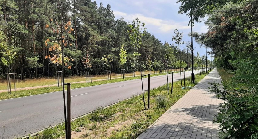 Przy ulicy Karczewskiej uschło niejedno z nowo posadzonych drzewek. 