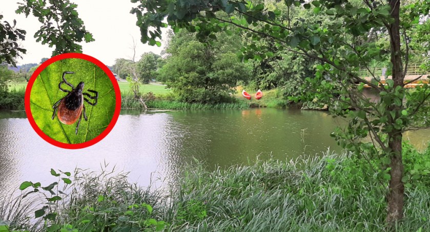 Kleszcze lubią miejsca wilgotne...