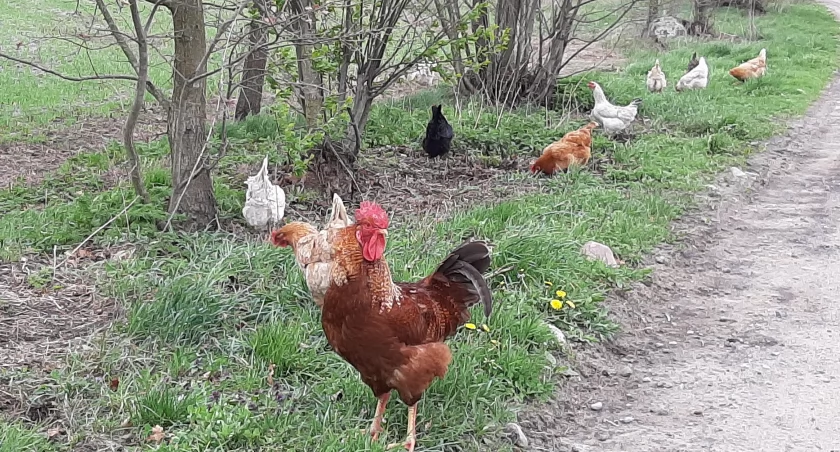 Na terenie gmin Karczew i Otwock nie wolno obecnie wypuszczać drobiu z zagród. Fot. archiwum