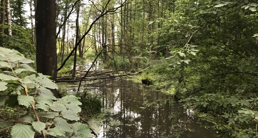 Jeden z kanałów na terenie gminy Wiązowna. Zdjęcie poglądowe