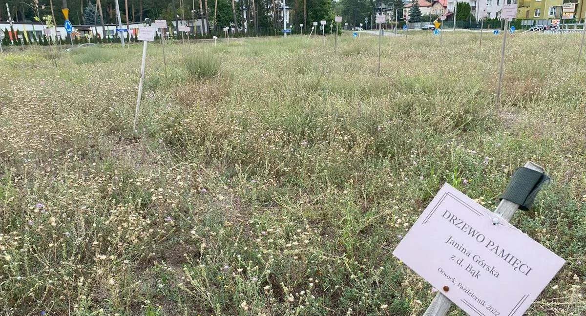 Poprzewracane tabliczki... - tyle zostało po dębach upamiętniających otwockich Sprawiedliwych. Zdjęcie z sierpnia 2024
