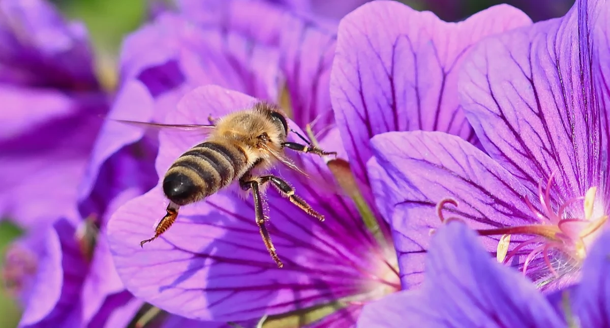 Image by Jürgen from pixabay.com