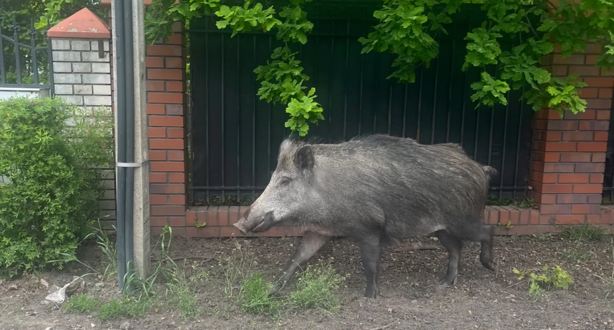 Zwierzęta, Dziki domami starosta apeluje zmiany prawie Petycję podpisało ponad mieszkańców - zdjęcie, fotografia