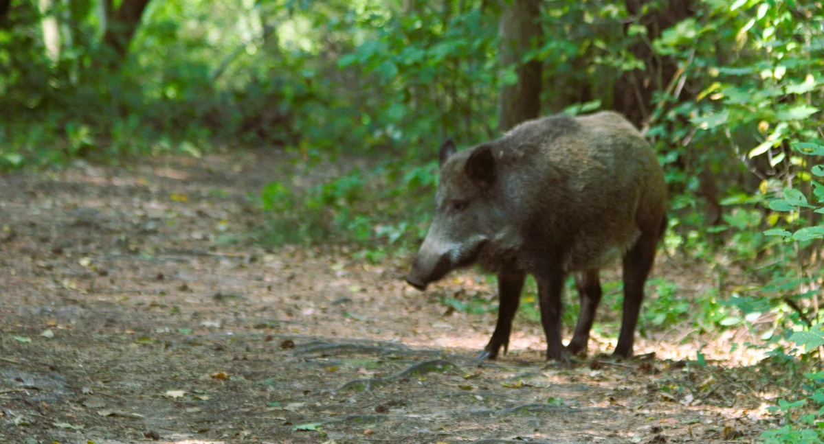 Zwierzęta, Będzie odstrzał dzików Józefowie innych miastach powiatu otwockiego - zdjęcie, fotografia