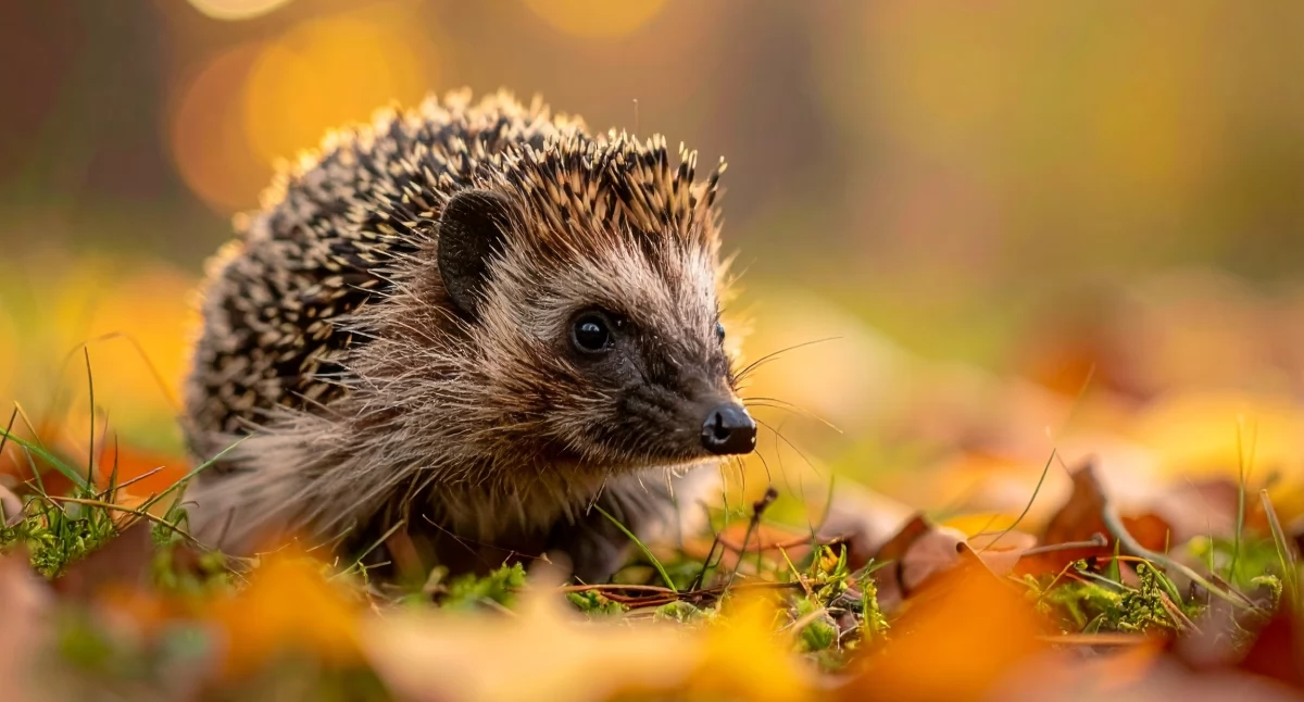 Ekologia, Dzień Dzikiej Fauny Flory Naturalnych Siedlisk Sprawdź możesz pomóc naturze - zdjęcie, fotografia
