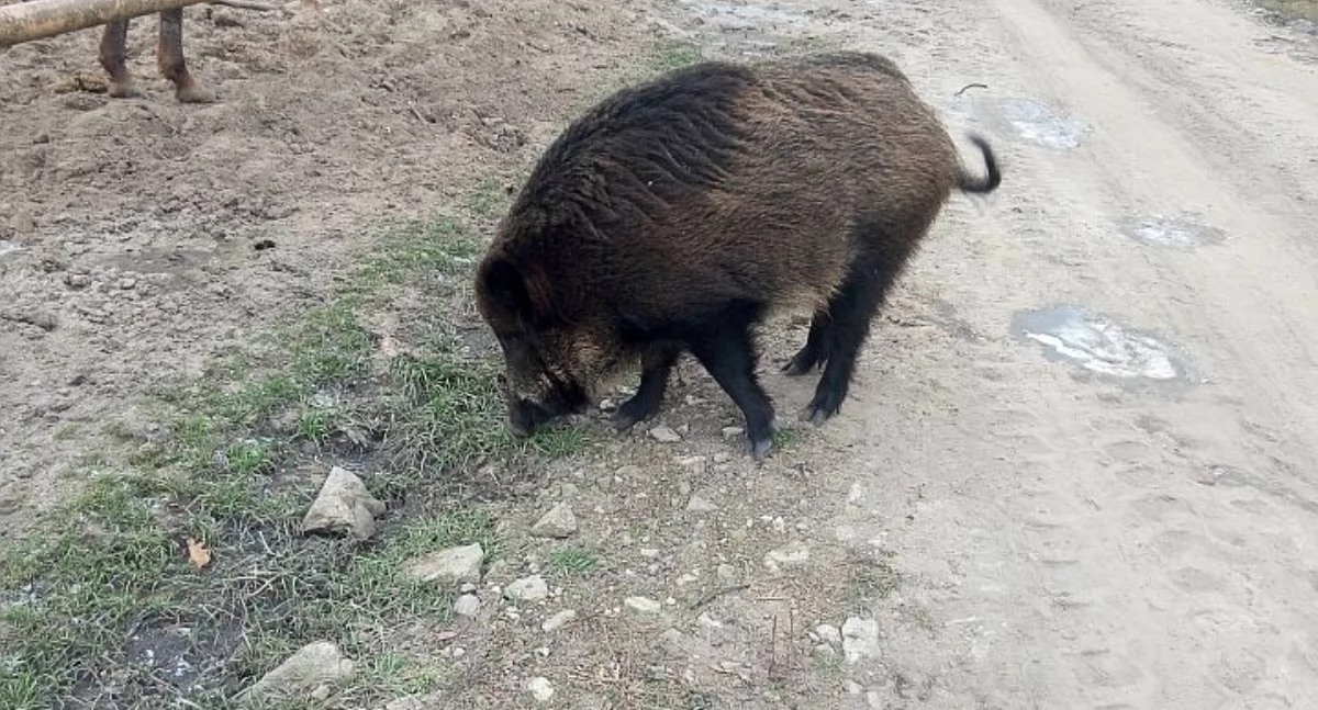 Zwierzęta, dzikim zwierzem zachować spokój rozsądek Poradnik mieszkańców powiatu otwockiego - zdjęcie, fotografia