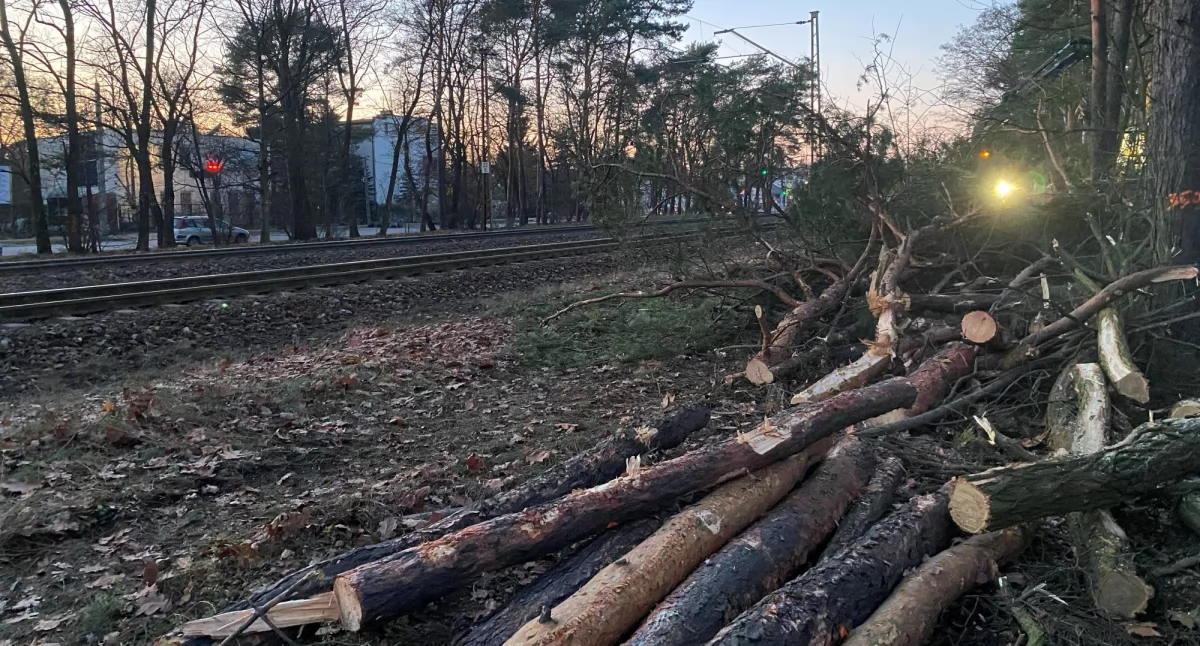 Wycinka drzew przy torach w Józefowie Michalinie