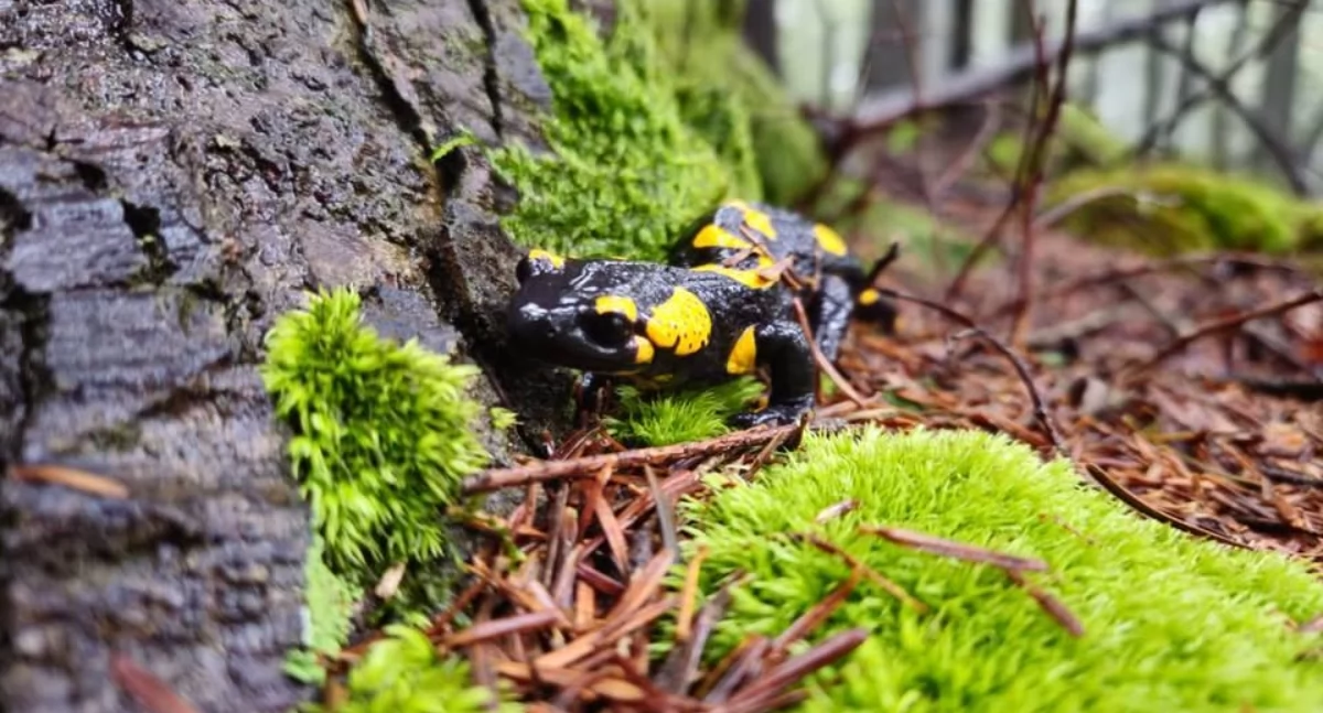 Film - fotografia, Przyroda wielkim ekranie bezpłatne pokazy filmowe Józefów - zdjęcie, fotografia