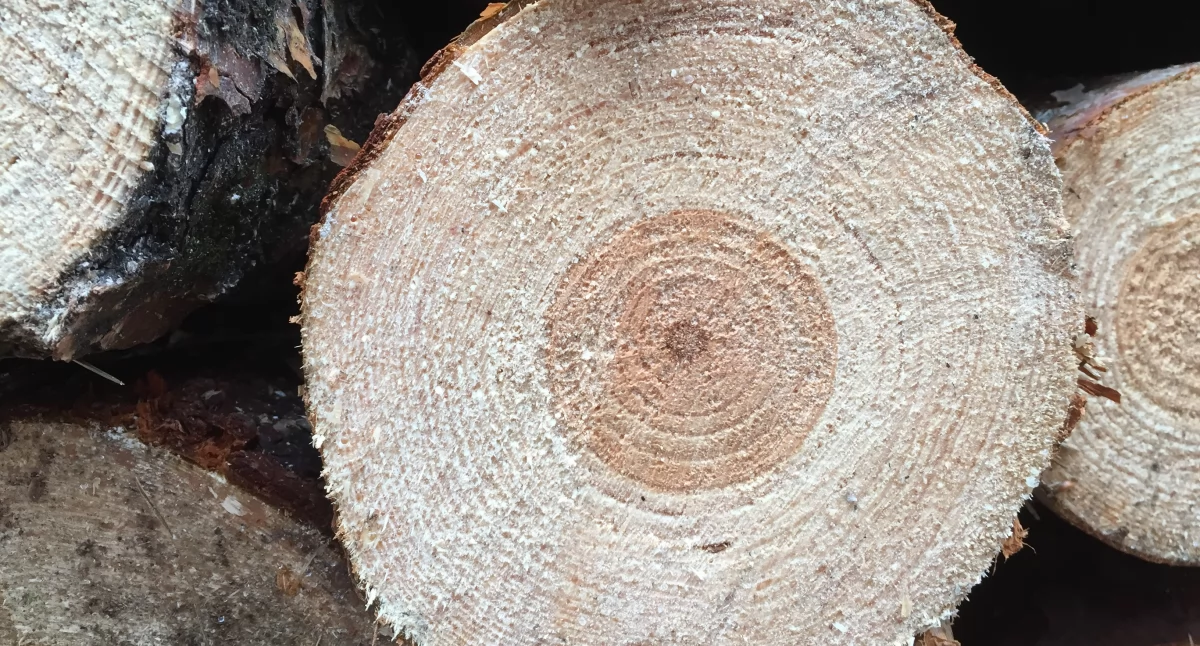 Ścięte drzewa. Fot. archiwum