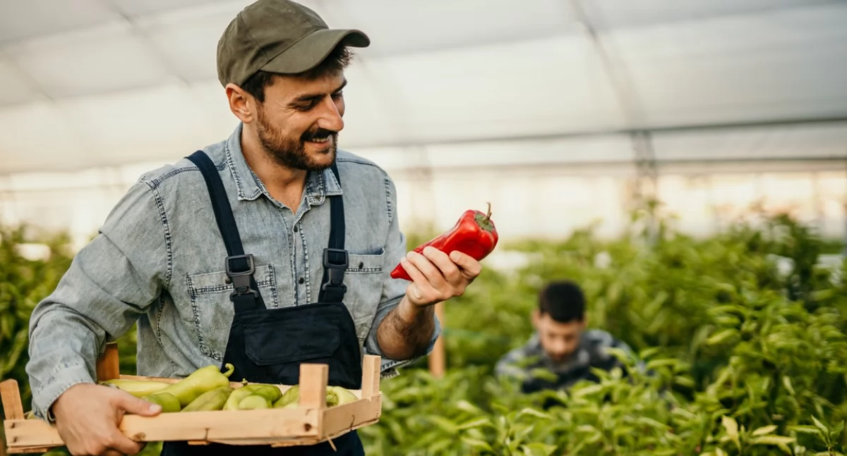 Tekst sponsorowany, Kwalifikacje rolnicze formalne wymagania jaką ścieżkę wybrać - zdjęcie, fotografia