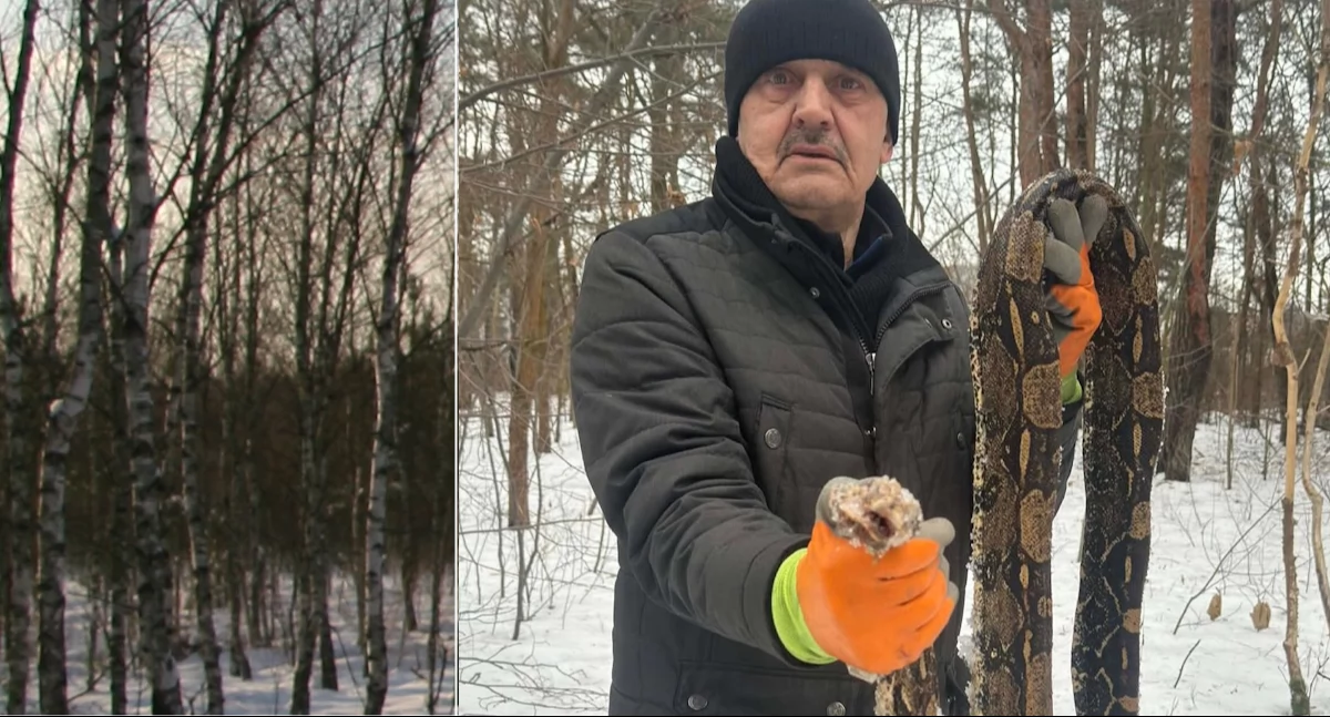 Pracownik ekopatrolu ze znalezionym wężęm. Fot. UM Otwock