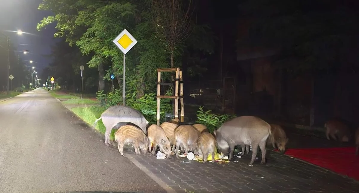 Dziki miejskie. Fot. FB/Tomasz Laskus - Starosta Powiatu Otwockiego 