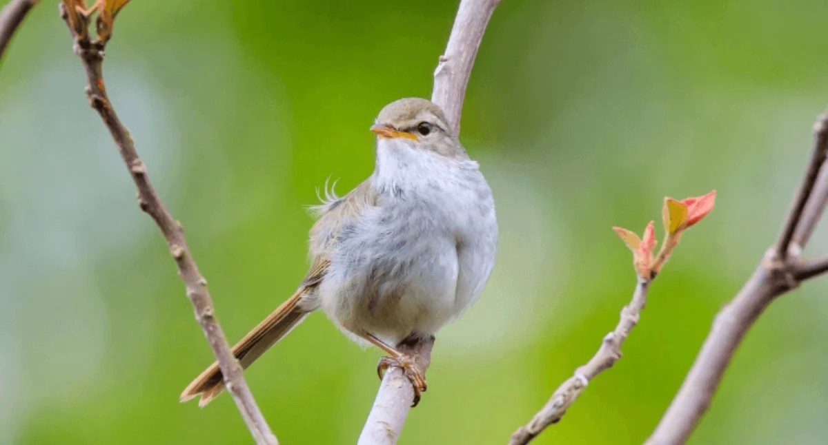 Imprezy - wydarzenia, Wiosenny spacer ornitologiczny - zdjęcie, fotografia