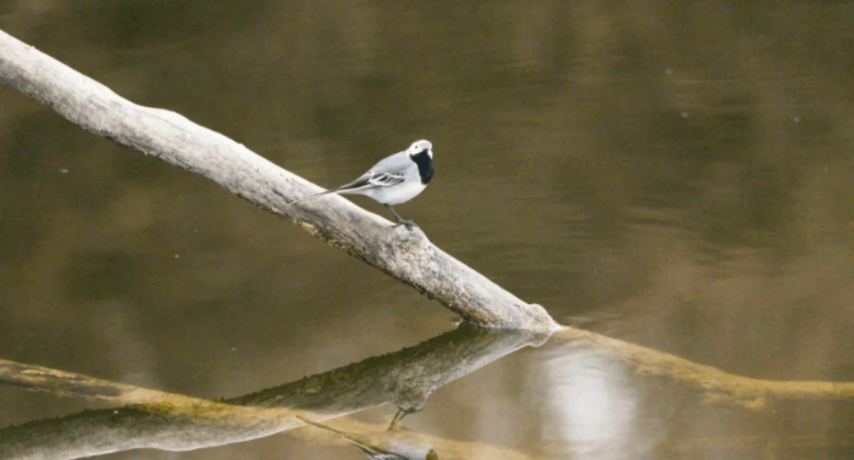 Imprezy - wydarzenia, Wiosna skrzydłach ptaków spacer ornitologiczny Wisłą - zdjęcie, fotografia