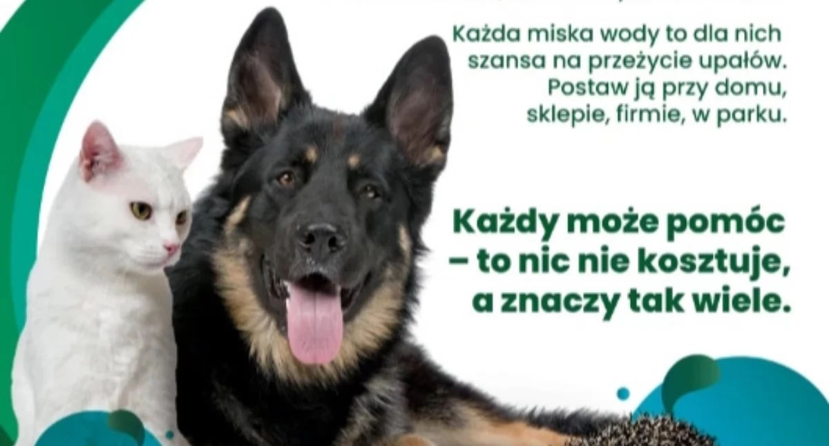 Zwierzęta, Zwierzętom wystaw miskę! - zdjęcie, fotografia