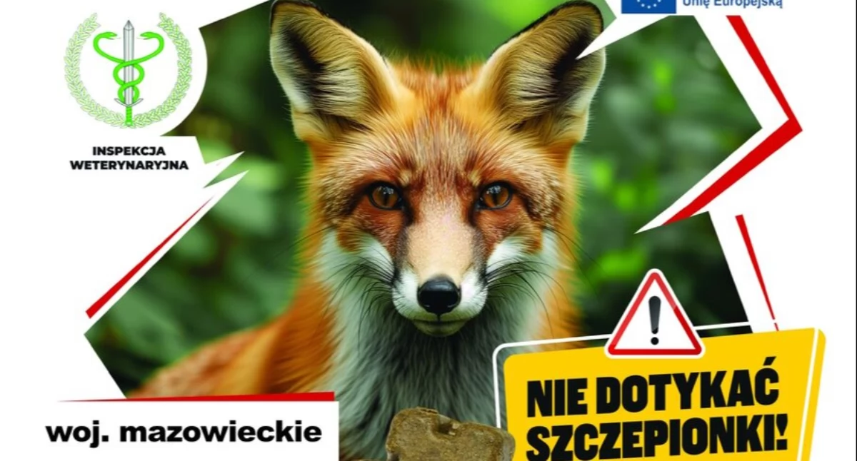 Komunikat, Jesienna akcja szczepienia lisów Mazowszu ważny komunikat mieszkańców - zdjęcie, fotografia