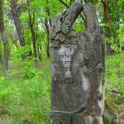 zdjęcie nr 35