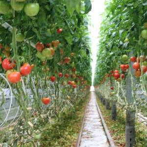 Zdjęcie: rolnictwo powiat otwocki gospodarstwo ogrodnicze pomidory Karczew owocowe jabłka Sobienie Jeziory Środowisko iOtwock