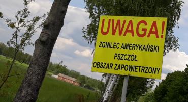 Ognisko zgnilca amerykańskiego pszczół w Józefowie