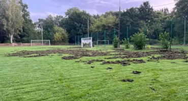 Dziki zniszczyły boisko Advitu Wiązowna. Straty mogą sięgnąć 40 tysięcy złotych