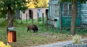 Dziki problem, czyli Otwock w potrzasku