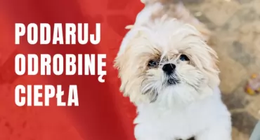 Ogrzej Serce Celestyniaków!