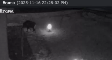 Dziki w Otwocku wdzierają się na posesje w Otwocku. Urząd: 