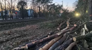 Wycinka drzew wzdłuż torów w Józefowie. Przygotowania do rozbudowy linii kolejowej nr 7