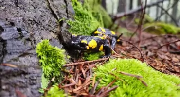 Przyroda na wielkim ekranie - bezpłatne pokazy filmowe w MOK Józefów