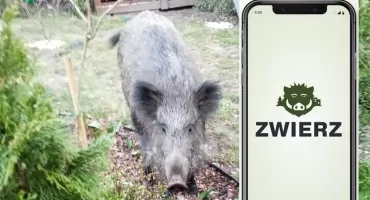 Dziki w Otwocku: Jak spacerować bezpieczniej? Ta jedna aplikacja może zmienić zasady gry