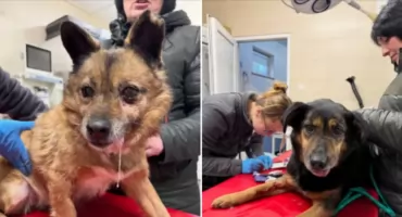 Schronisko w Sobolewie zamknięte. Tam trafiały psy z gminy Kołbiel