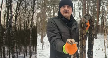 Martwy pyton znaleziony w lesie przy ul. Szkolnej w Otwocku – urząd i mieszkańcy reagują