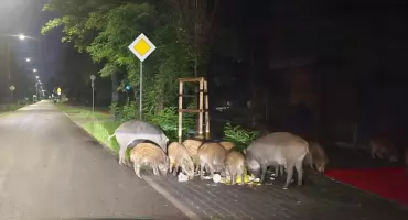 Odstrzał dzików w Józefowie, Otwocku i Karczewie. Decyzja starosty, emocje mieszkańców
