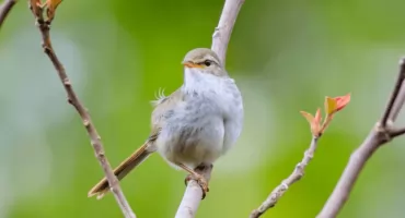 Wiosenny spacer ornitologiczny