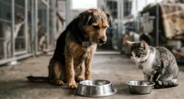 Celestynów: dotacja na schronisko i pilny apel o karmę – zwierzaki potrzebują pomocy!