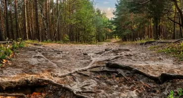 Obronili wydmę i las przed asfaltem. Sukces protestu mieszkańców Wawra