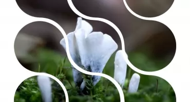 Leśna ściółka w obiektywie – fascynujący świat makrofotografii