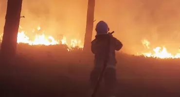 Lasy jak zapałki
